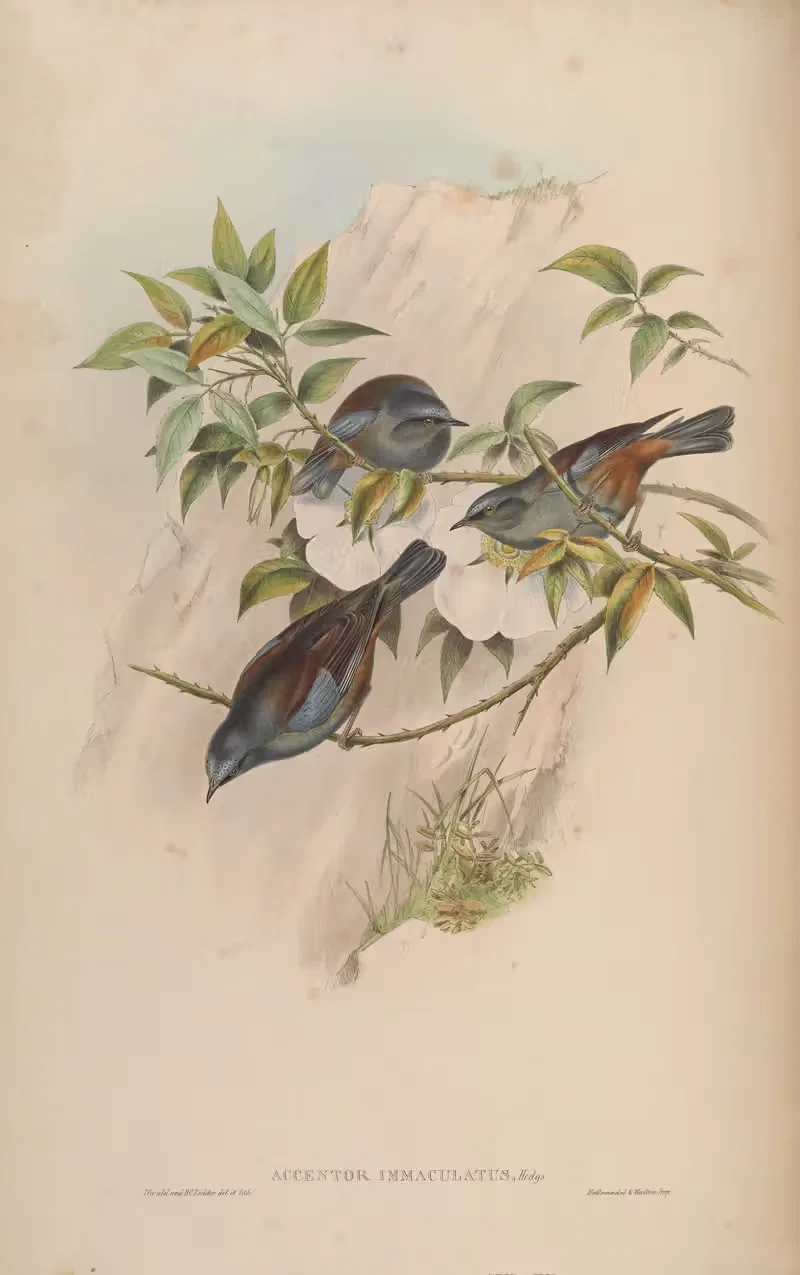 Blue-shouldered Accentor (Accentor immaculatus) by John Gould, 1850-1883 — digital art print download