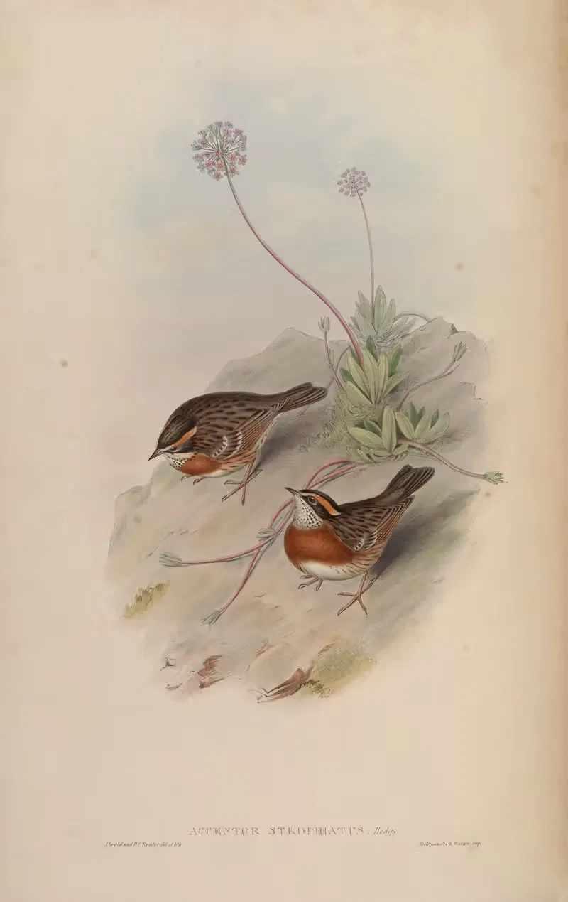 Banded Accentor (Accentor strophiatus) by John Gould, 1850-1883 — digital art print download