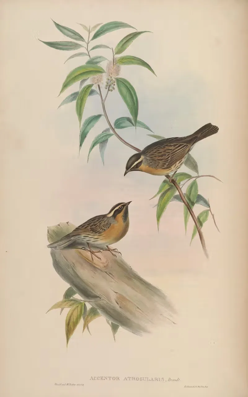 Black-throated Accentor (Accentor atrogularis) by John Gould, 1850-1883 — digital art print download
