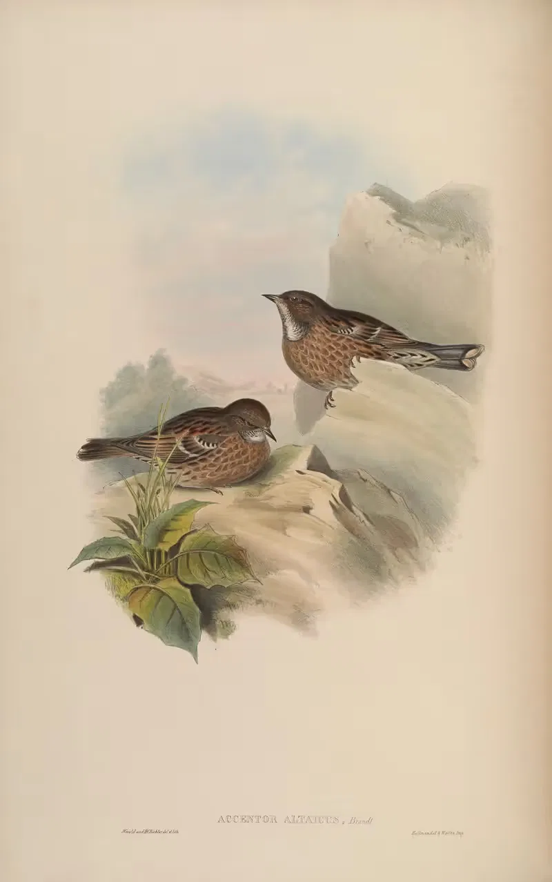 Altaian Accentor (Accentor Altaicus) by John Gould, 1850-1883 — digital art print download