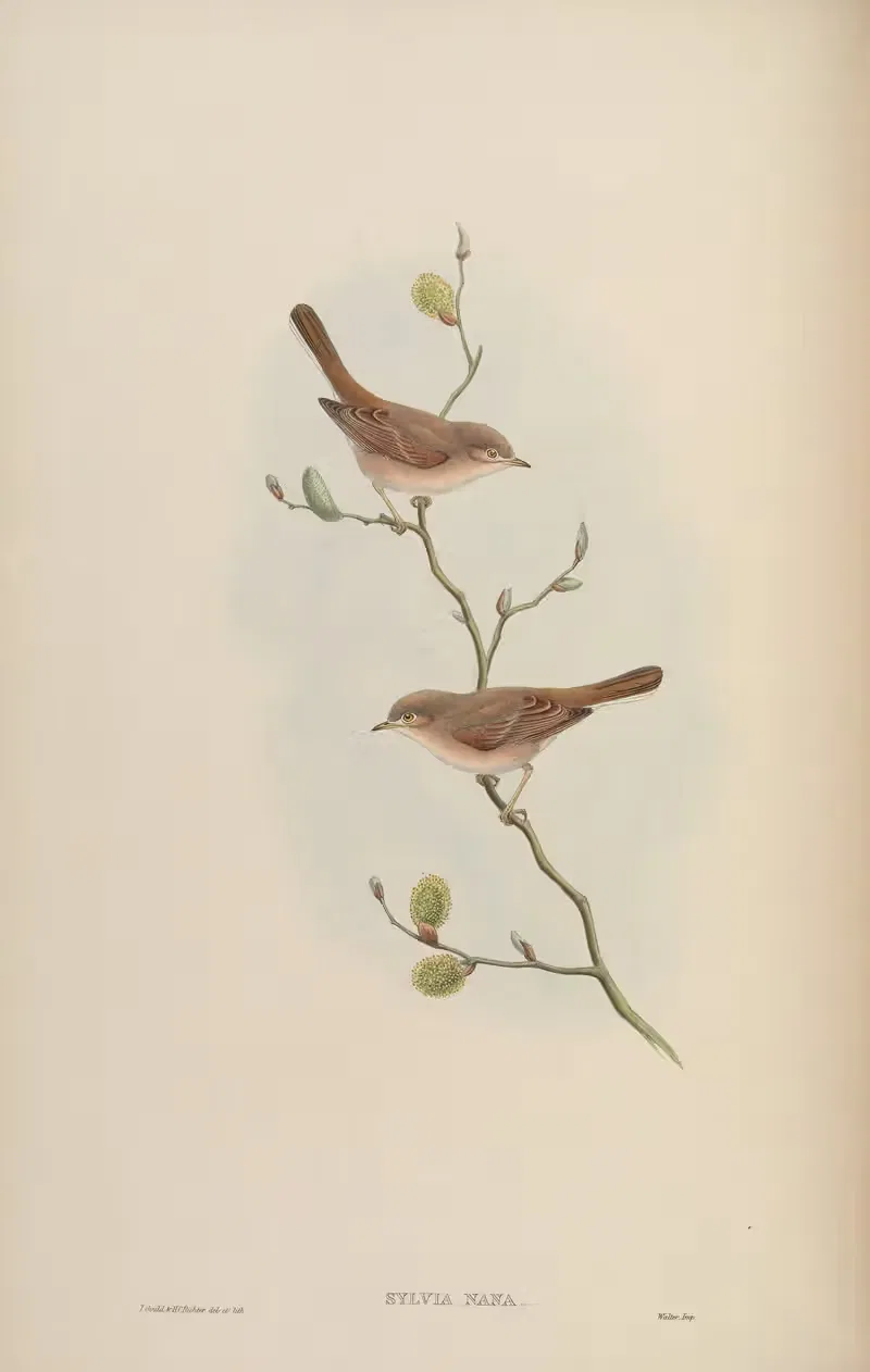 Desert Whitethroat (Sylvia nana) by John Gould, 1850-1883 — digital art print download