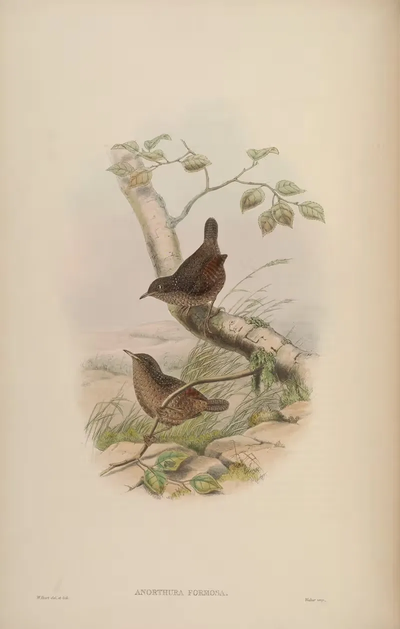 Spotted Wren (Anorthura formosa) — John Gould