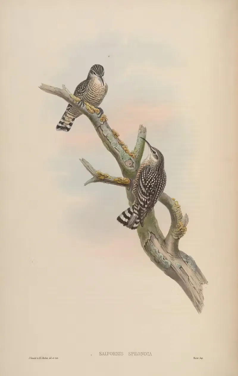 Spotted Creeper (Salpornis spilonota) by John Gould, 1850-1883 — digital art print download