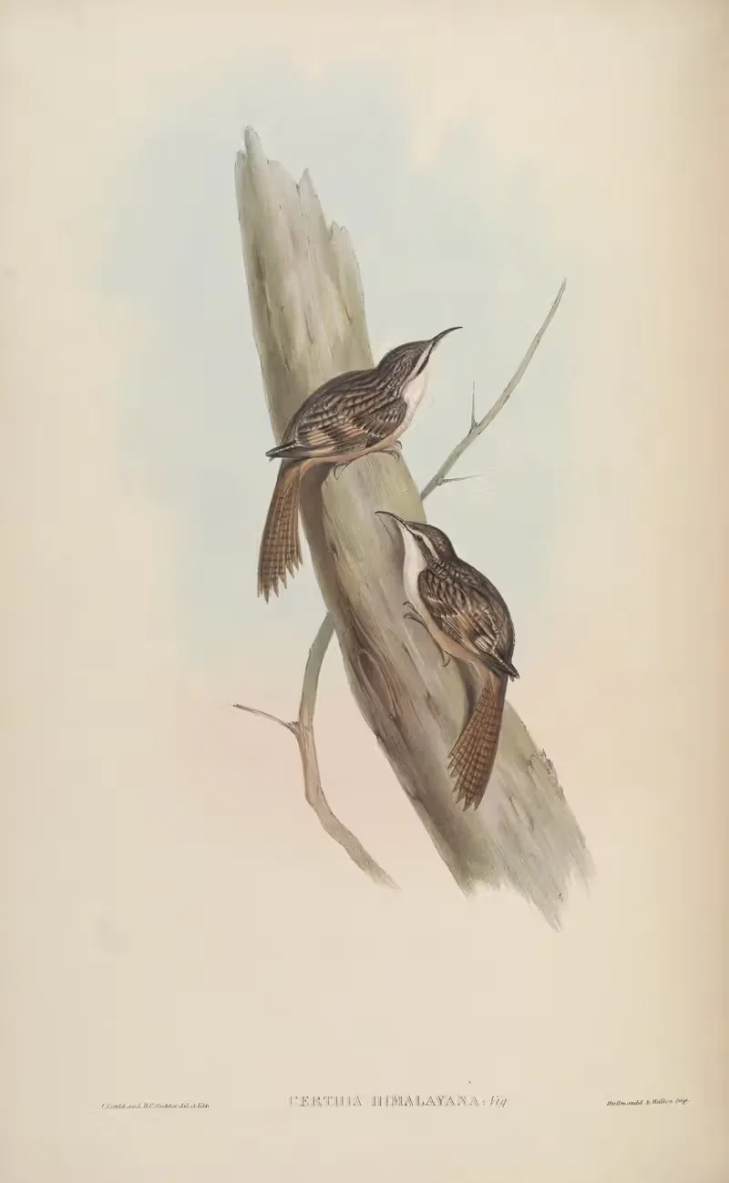 Himalayan Creeper (Certhia Himalayana) — John Gould