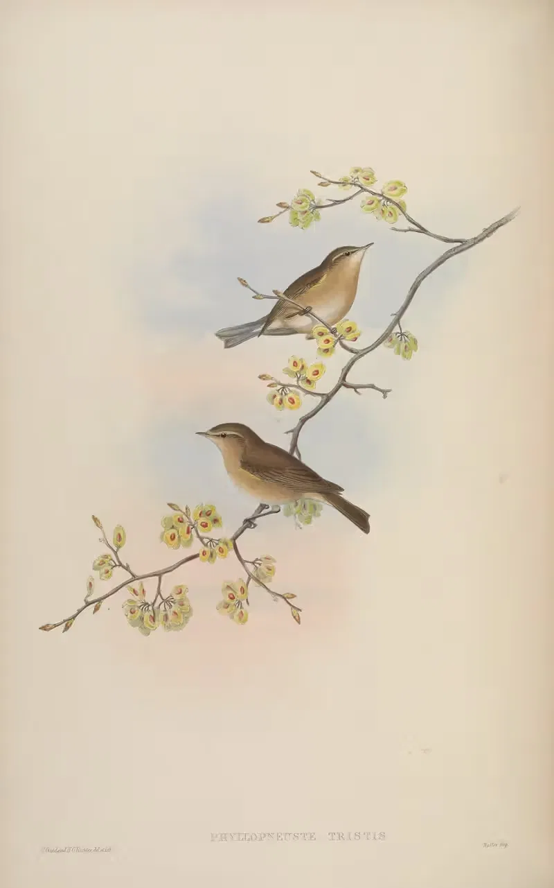 Phyllopneuste tristis by John Gould, 1850-1883 — digital art print download