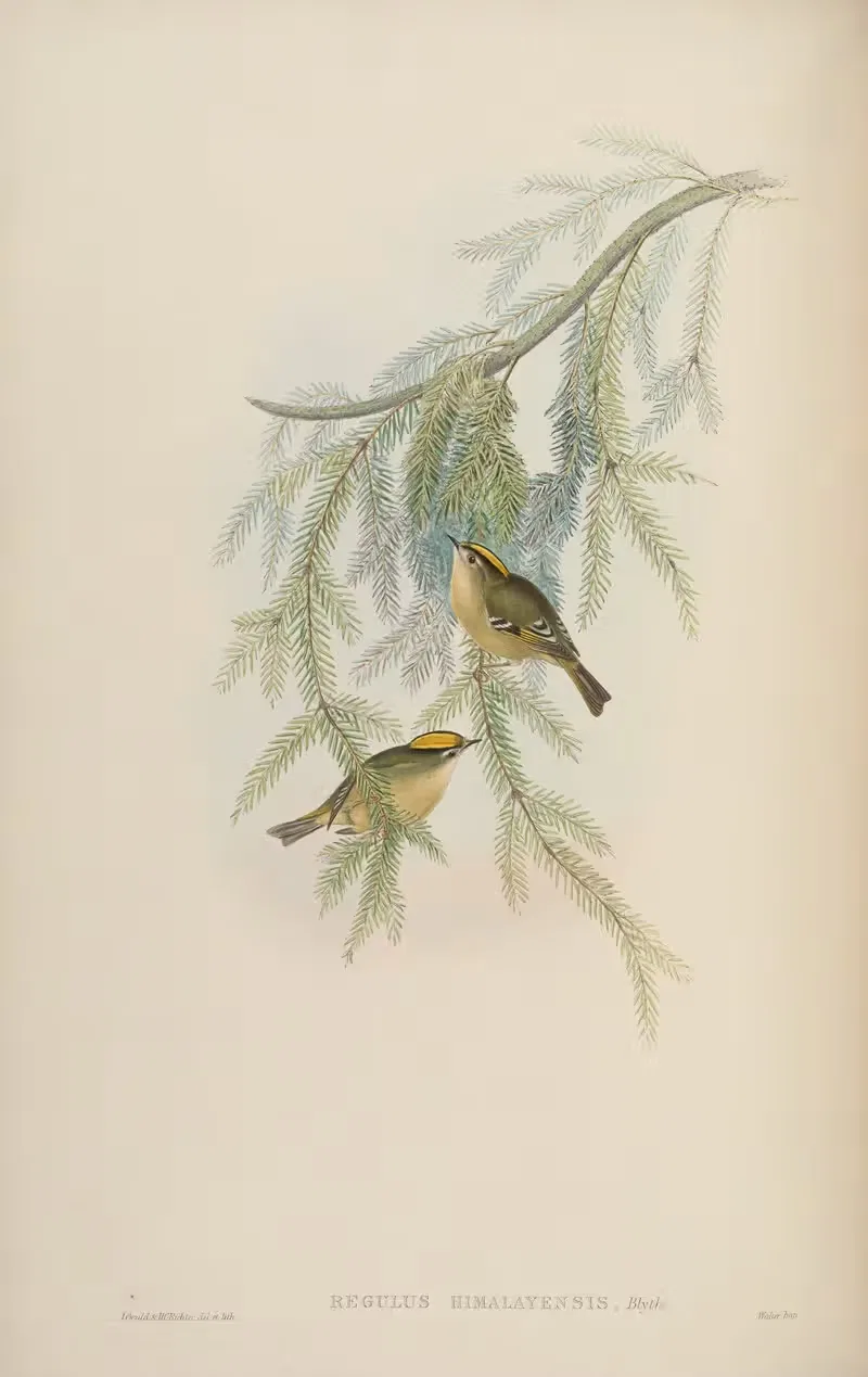 Himalayan Goldcrest (Regulus himalayensis) by John Gould, 1850-1883 — digital art print download
