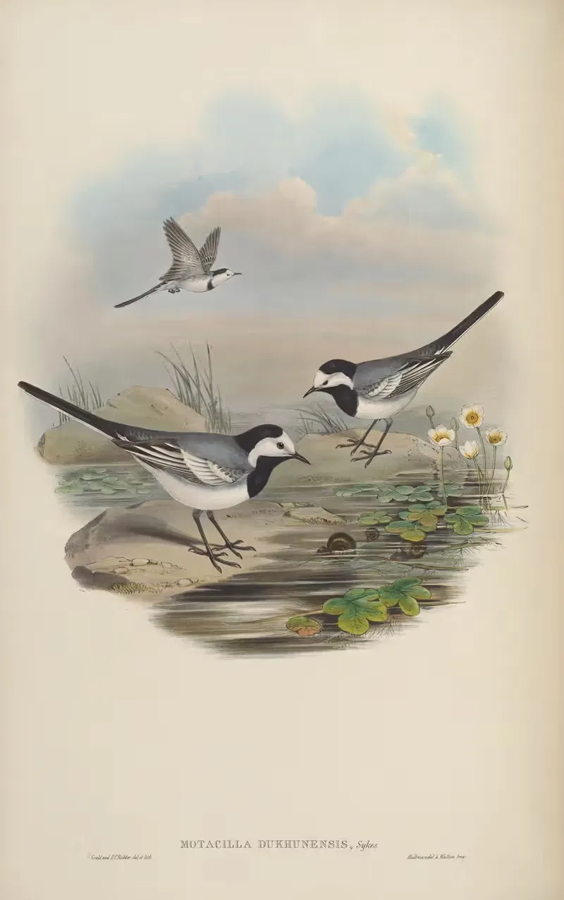 Deccan Wagtail (Motacilla Dukhunensis) — John Gould