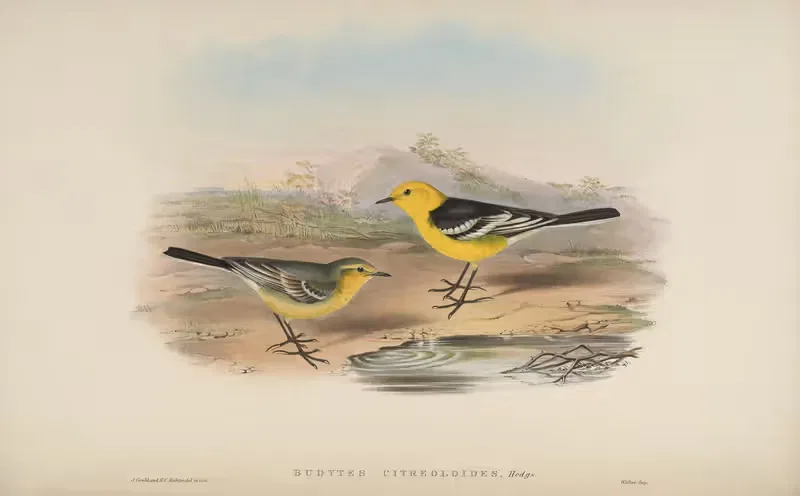 Yellow-headed Wagtail (Budytes citreoloides) — John Gould