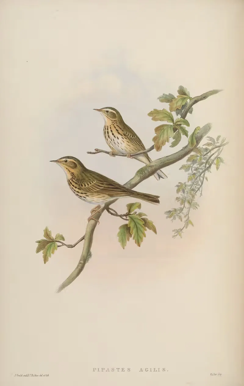 Indian Tree-Pipit (Pipastes agilis) by John Gould, 1850-1883 — digital art print download