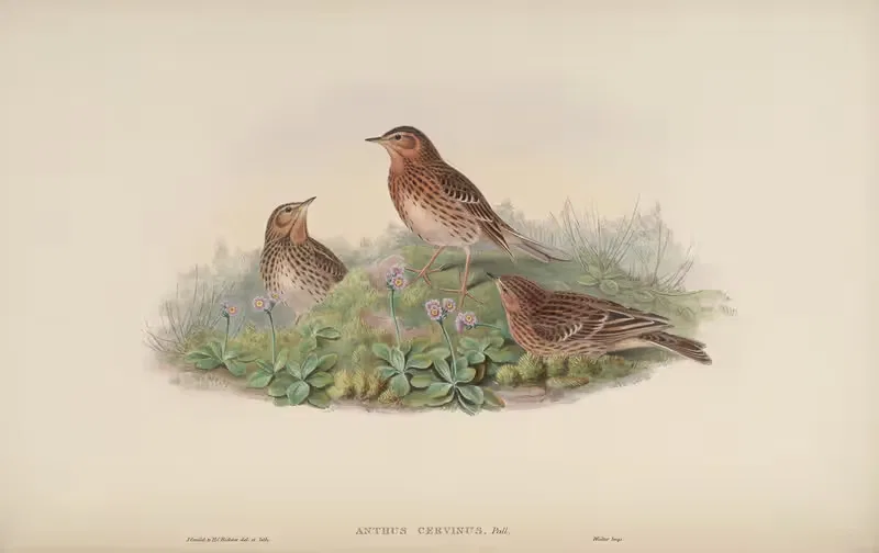 Red-throated Pipit (Anthus cervinus) by John Gould, 1850-1883 — digital art print download
