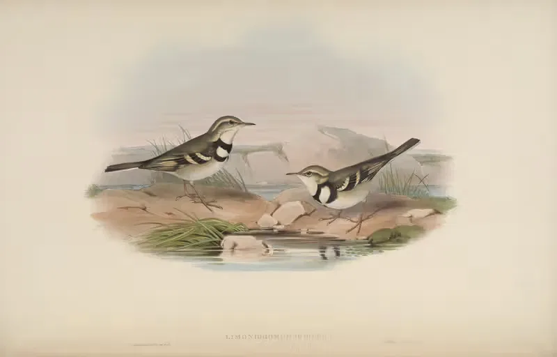 Variegated Wagtail (Limonidromus Indicus) by John Gould, 1850-1883 — digital art print download