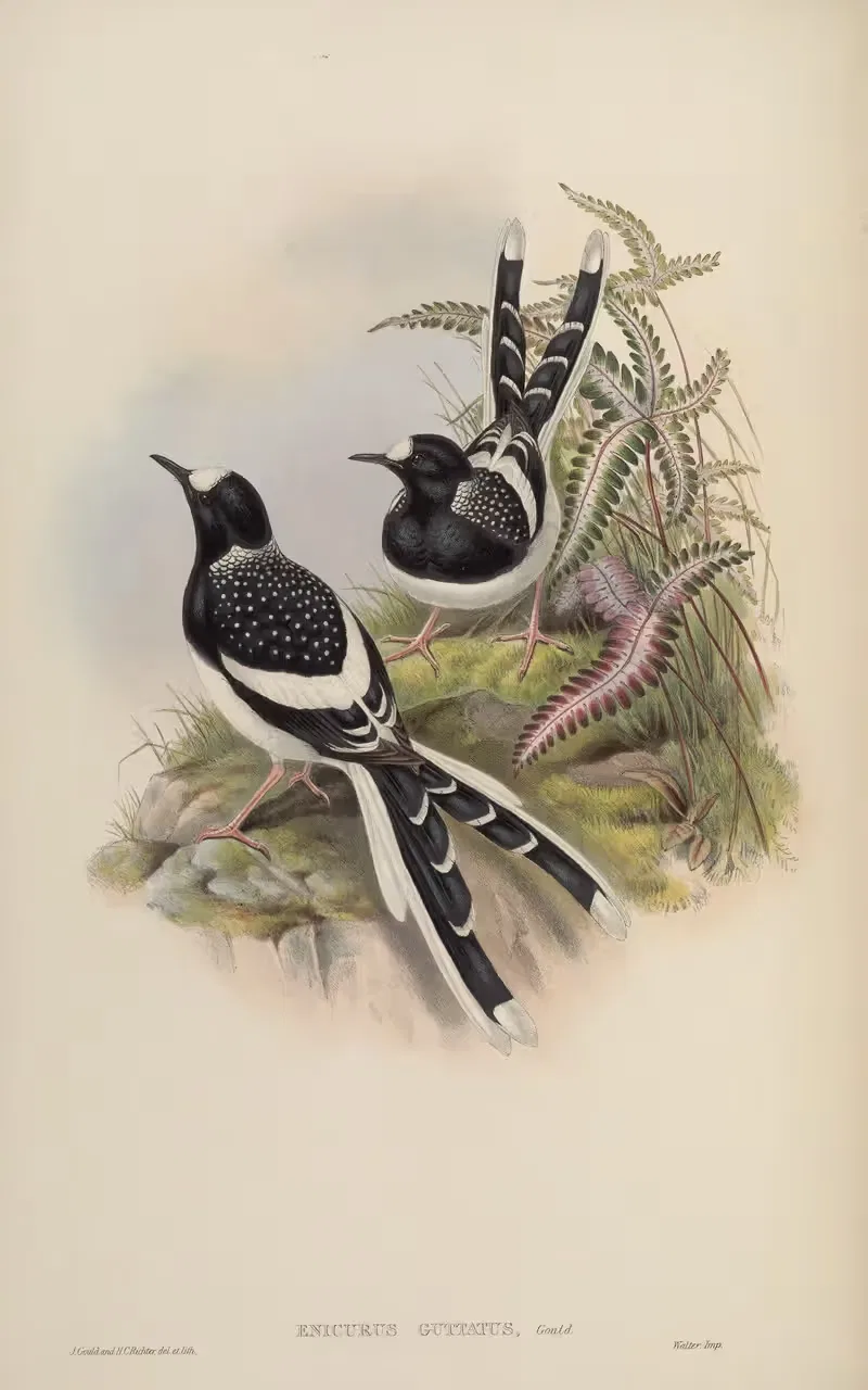 Spotted Forktail (Enicurus guttatus) by John Gould, 1850-1883 — digital art print download