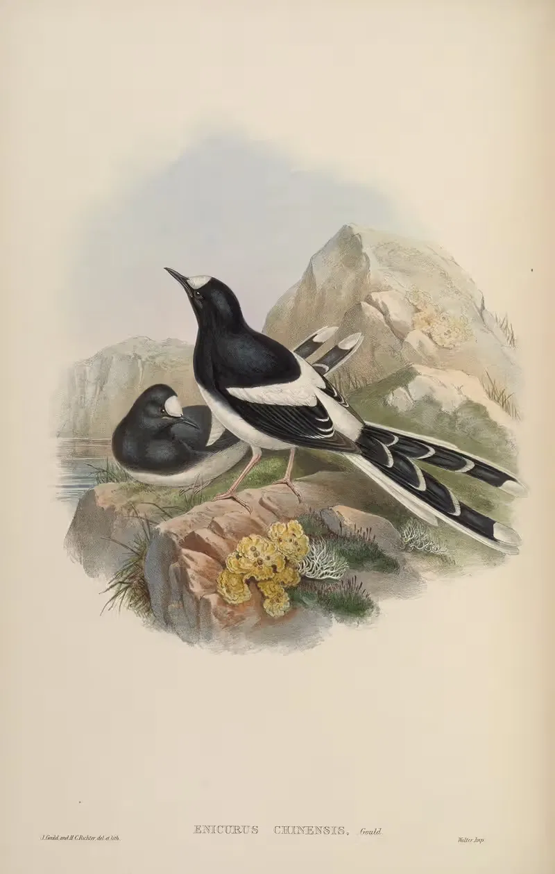 Chinese Forktail (Enicurus Chinensis) by John Gould, 1850-1883 — digital art print download