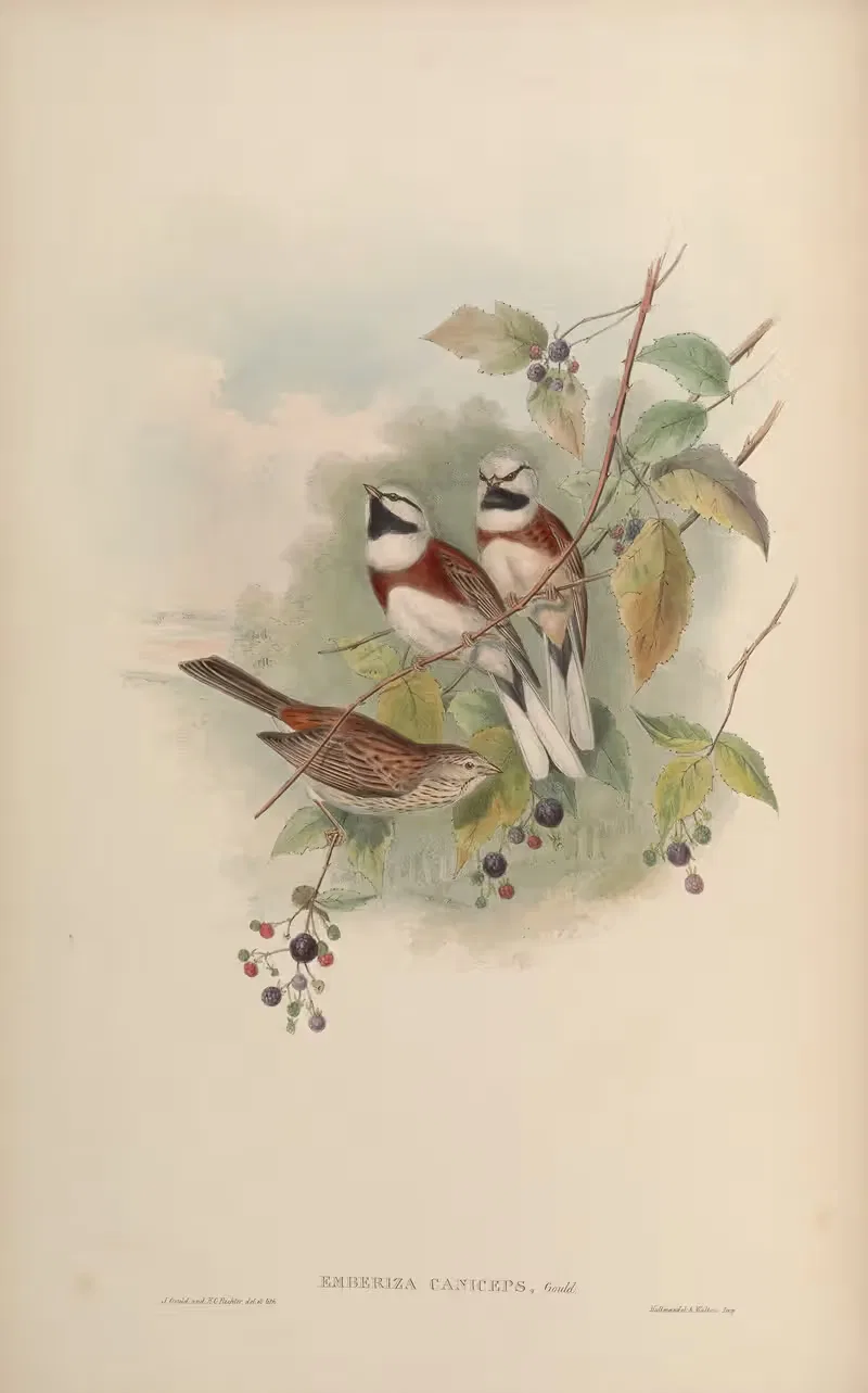 Grey-capped Bunting (Emberiza caniceps) by John Gould, 1850-1883 — digital art print download