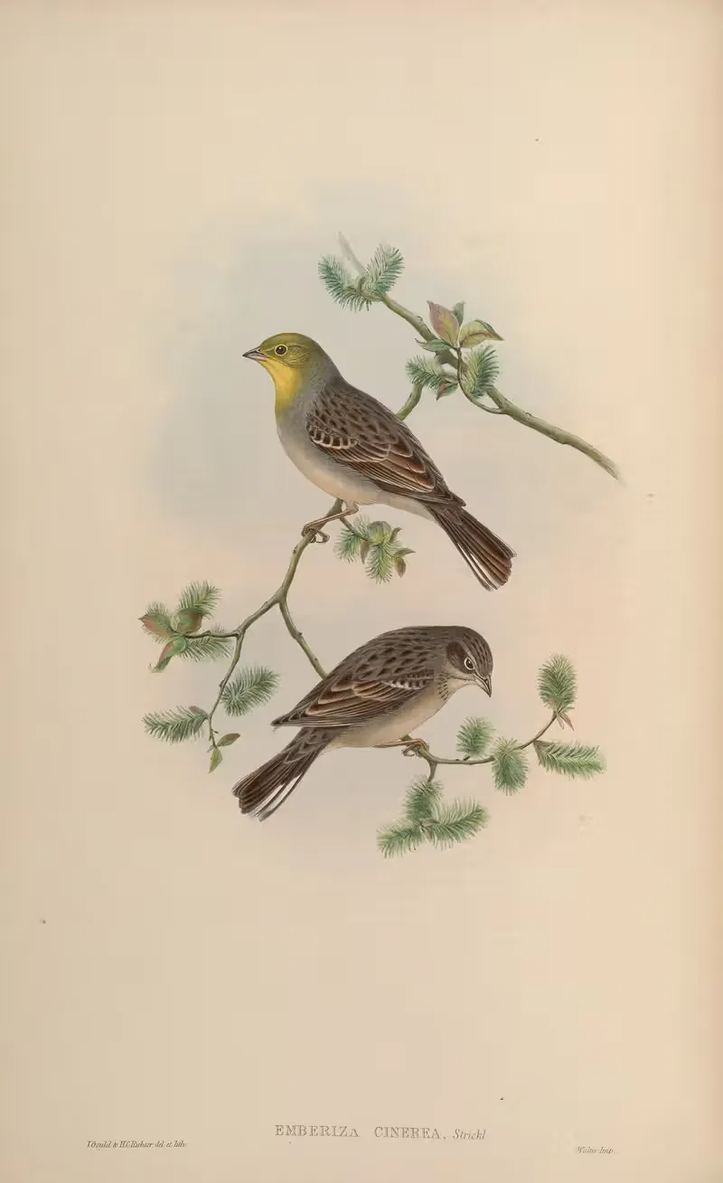 Cinereous Bunting (Emberiza cinerea) — John Gould