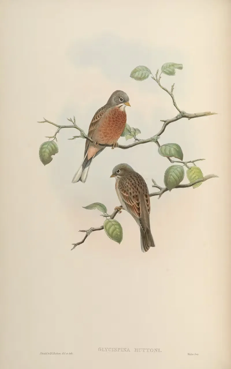 Hutton's Bunting (Glycyspina Huttoni) — John Gould