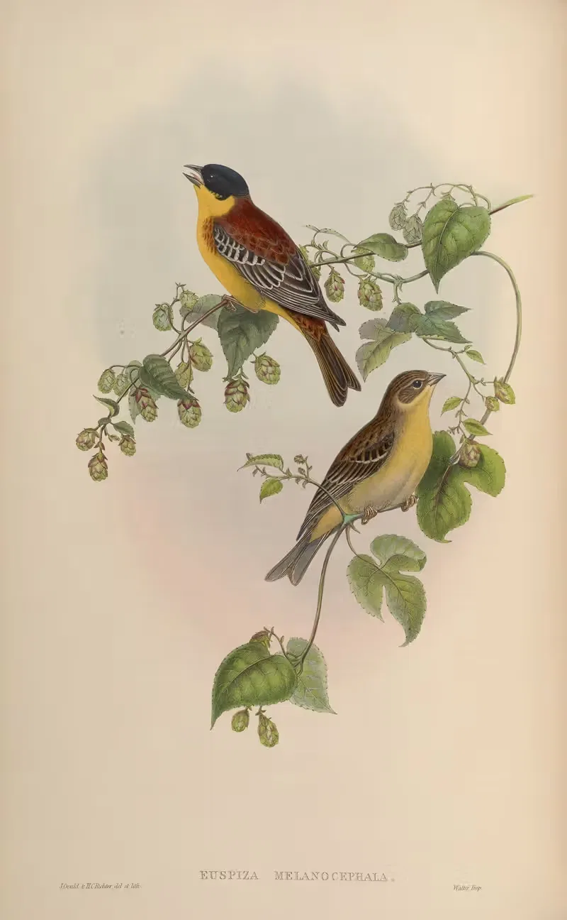 Black-headed Bunting (Euspiza melanocephala) by John Gould, 1850-1883 — digital art print download