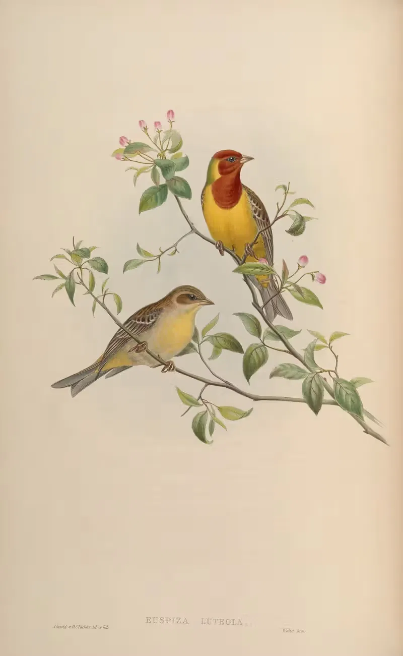 Red-headed Bunting (Euspiza luteola) by John Gould, 1850-1883 — digital art print download