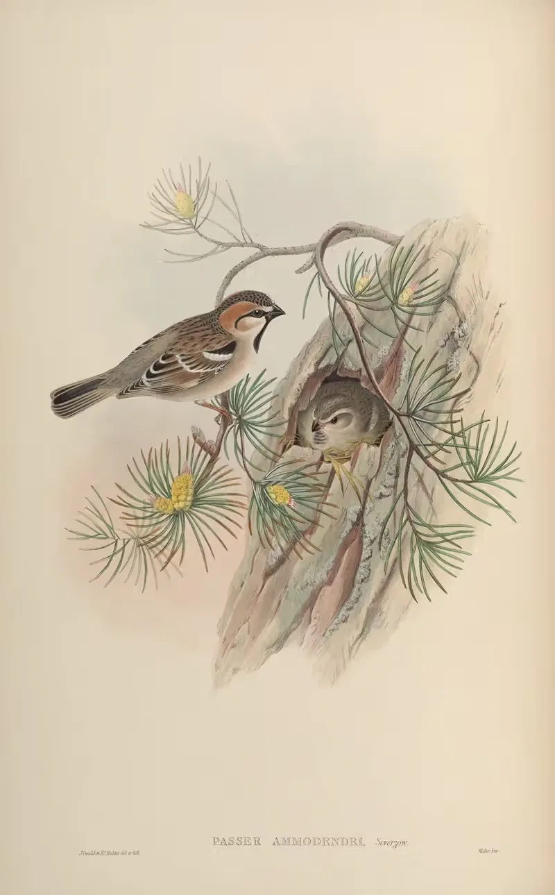 Turkestan Sparrow (Passer ammodendri) by John Gould, 1850-1883 — digital art print download