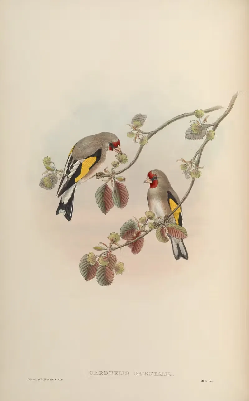 Eastern Goldfinch (Carduelis orientalis) by John Gould, 1850-1883 — digital art print download