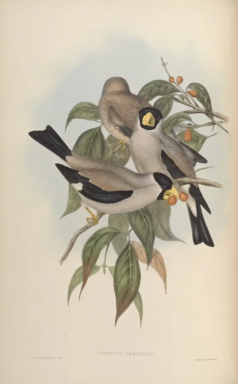 Masked Grosbeak (Euphona personata) — John Gould
