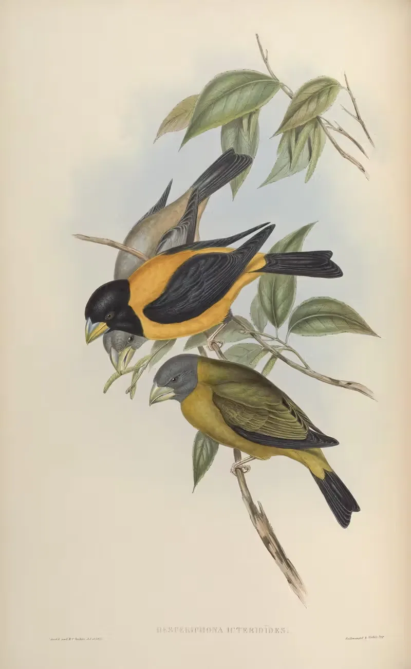 Icterine Grosbeak (Hesperiphona icterioides) — John Gould