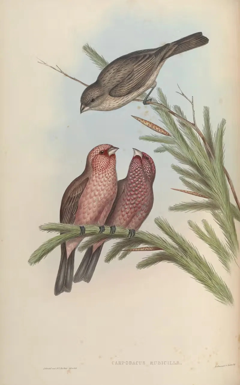 Caucasian Grosbeak (Carpodacus rubicilla) — John Gould