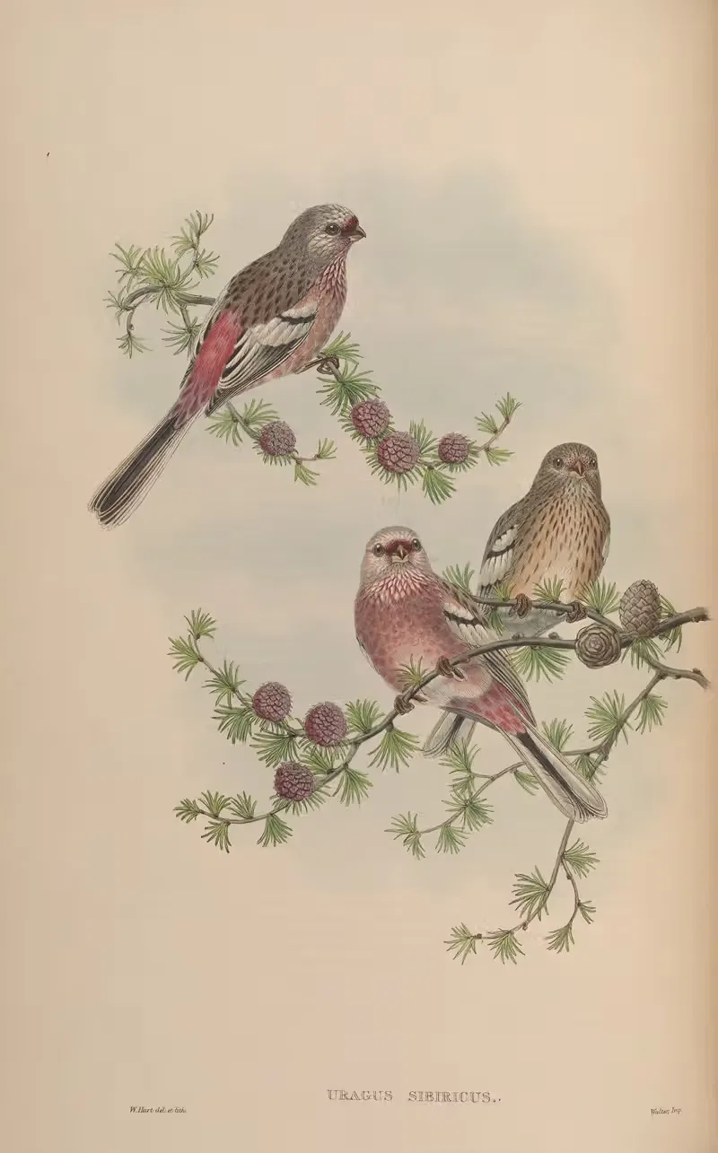 Siberian Grosbeak (Uragus sibiricus) — John Gould