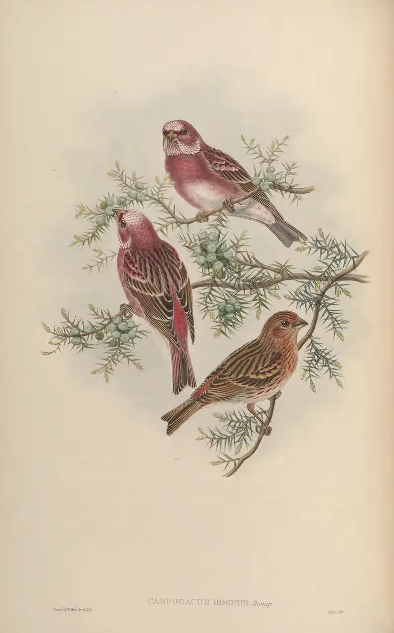 Rosy Grosbeak (Carpodacus roseus) by John Gould, 1850-1883 — digital art print download