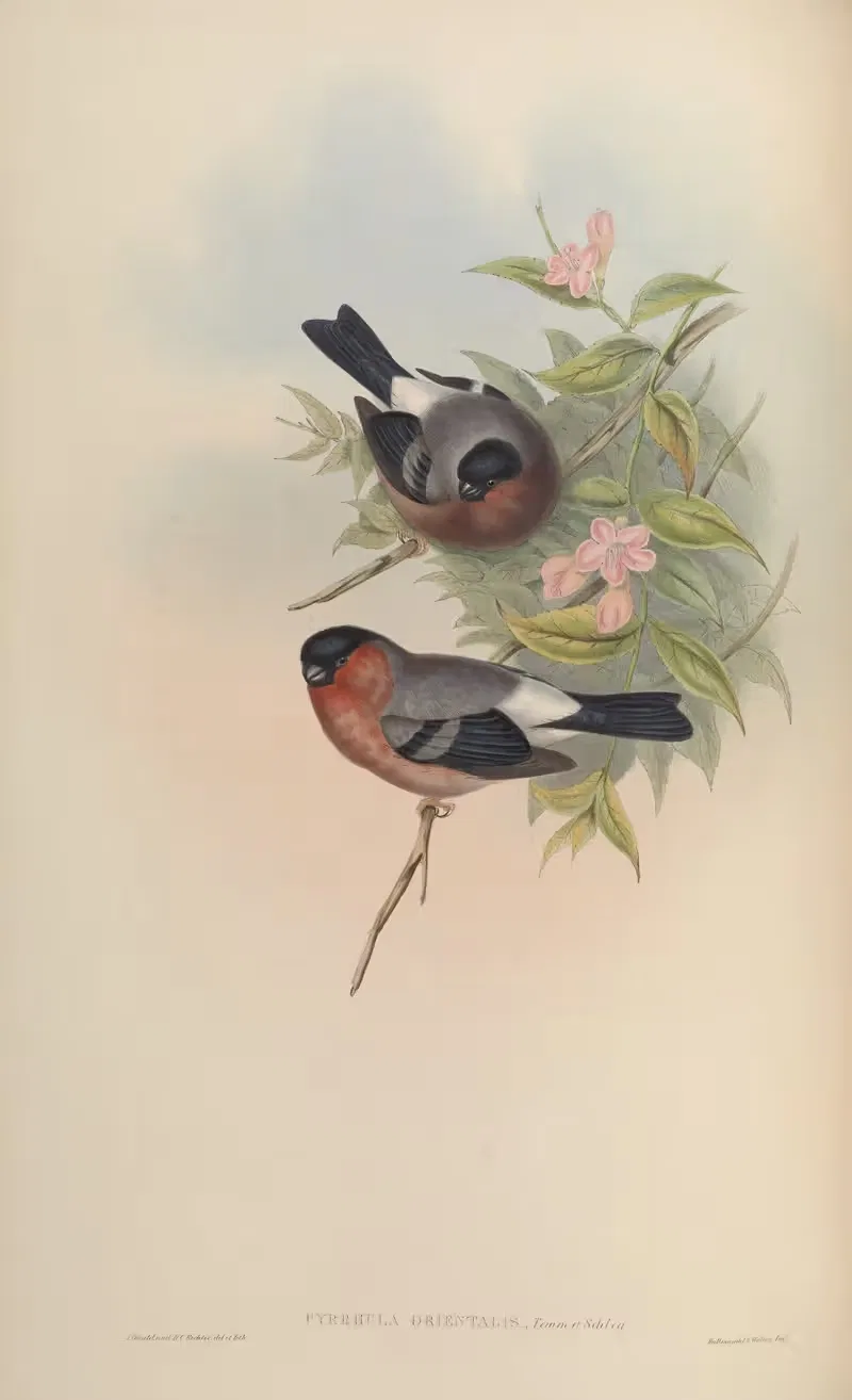 Oriental Bullfinch (Pyrrhula orientalis) — John Gould