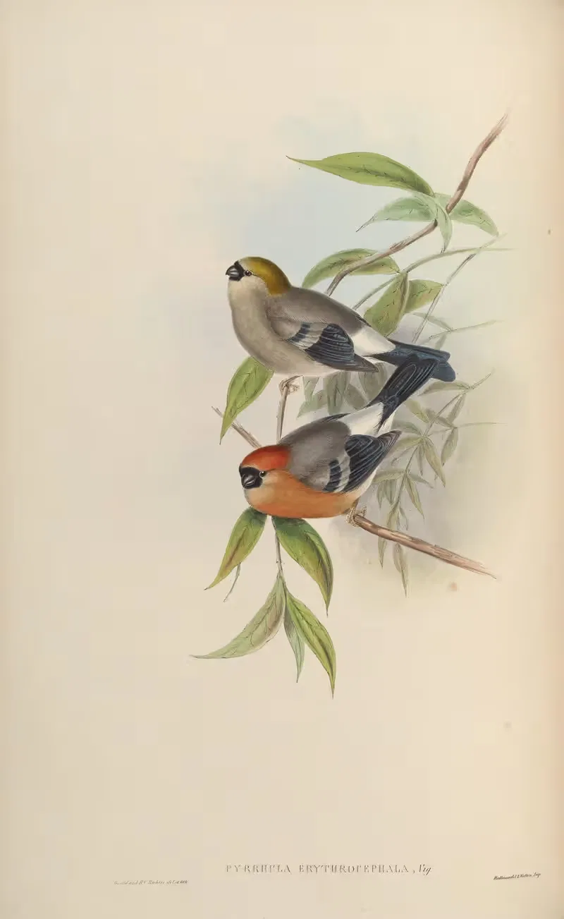 Red-headed Bullfinch (Pyrrhula erythrocephala) — John Gould