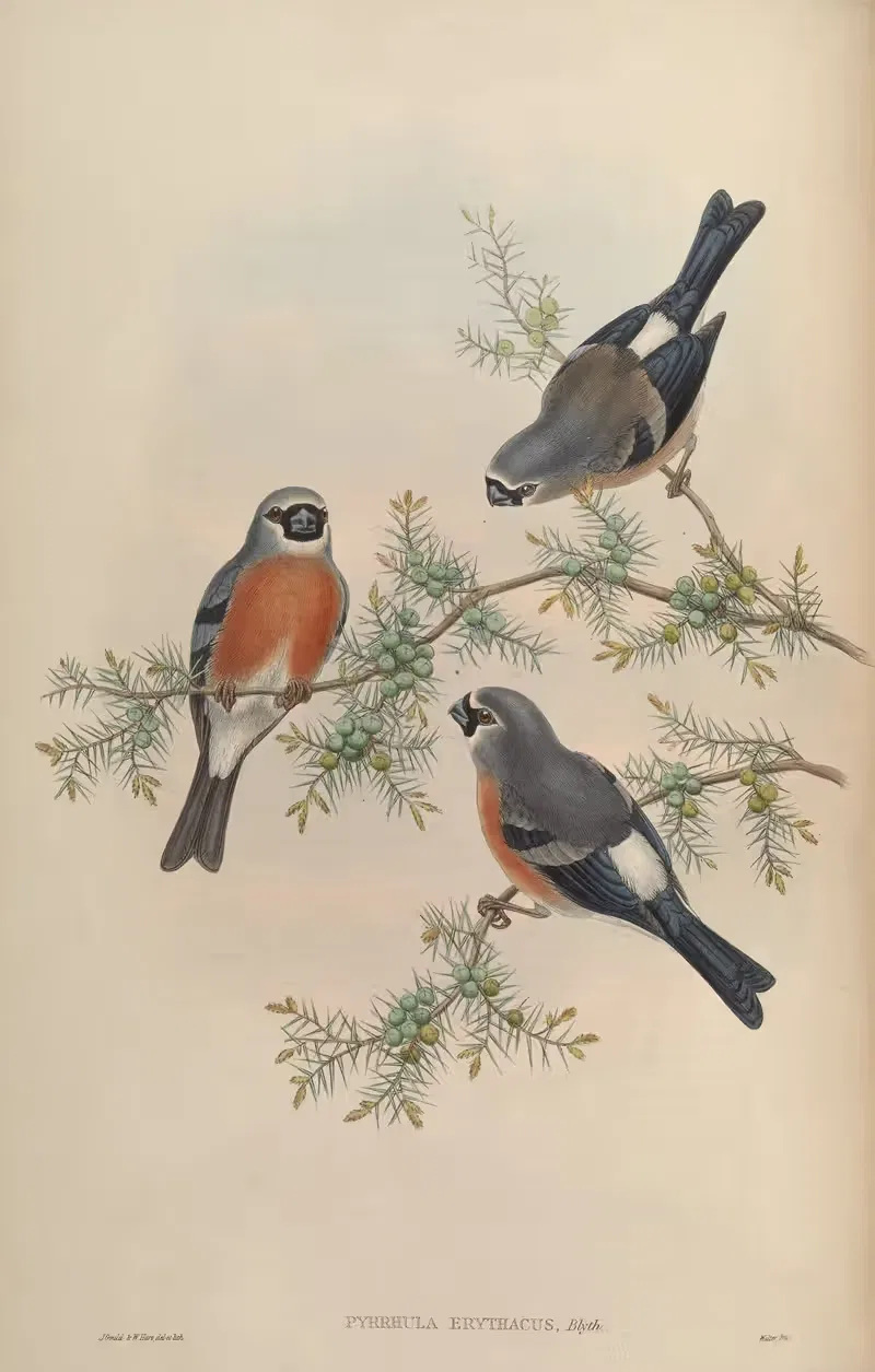 Beavan's Bullfinch (Pyrrhula erithacus) by John Gould, 1850-1883 — digital art print download