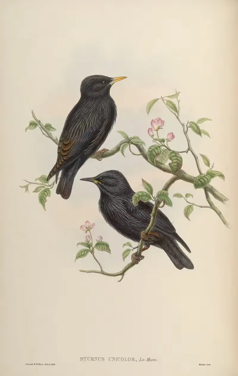 Sardinian Starling (Sturnus unicolor) by John Gould, 1850-1883 — digital art print download