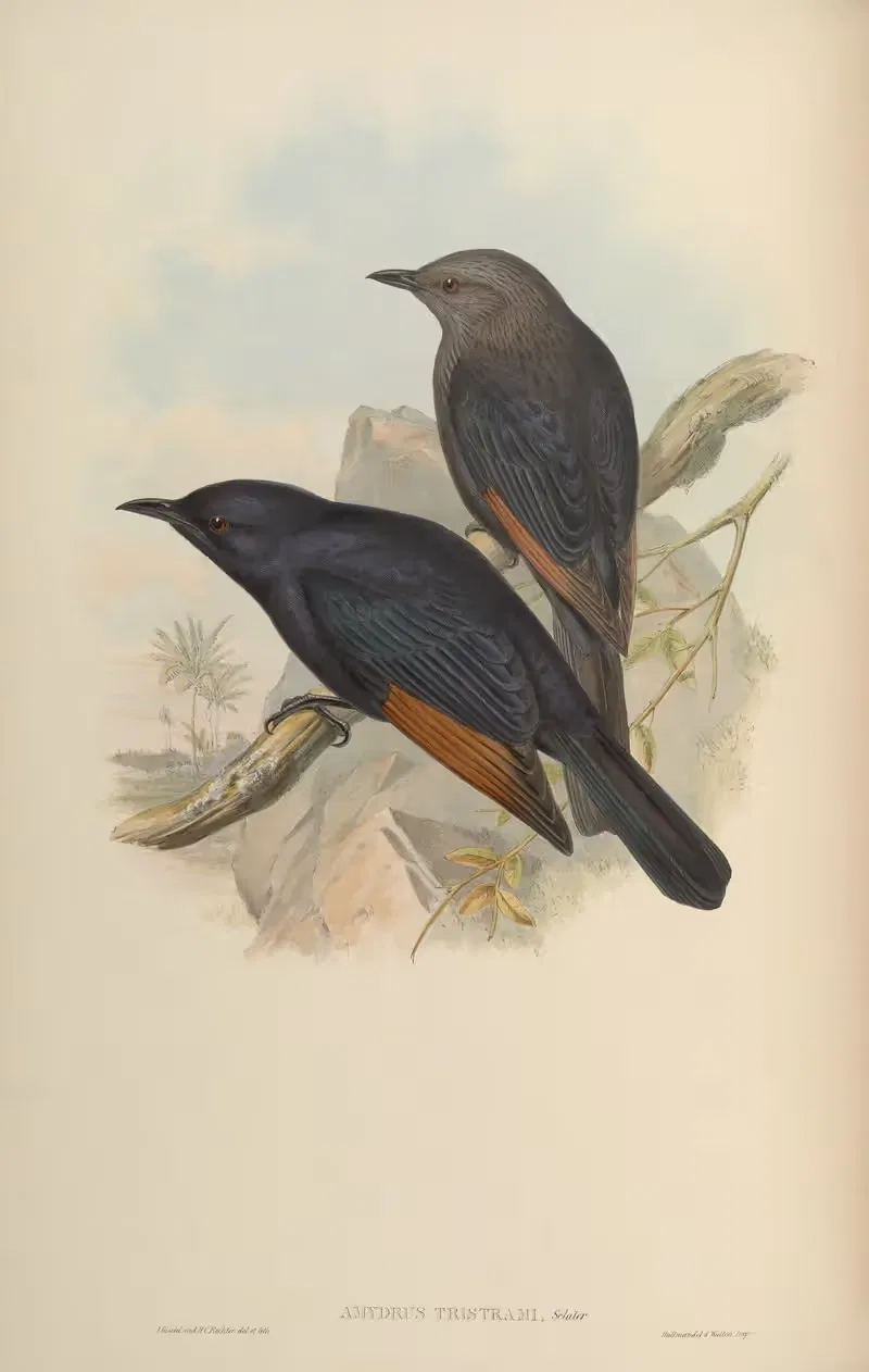 Tristram's Amydrus (Amydrus Tristrami) — John Gould