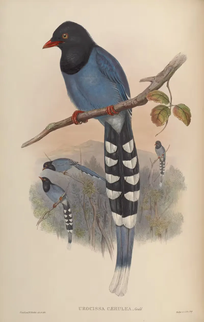 Formosan Blue Pie (Urocissa caerulea) by John Gould, 1850-1883 — digital art print download