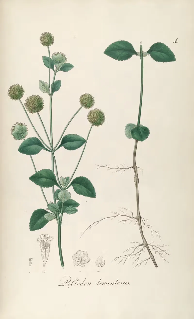 Peltodon tomentosus by Johann Baptist Emanuel Pohl, 1827 — digital art print download