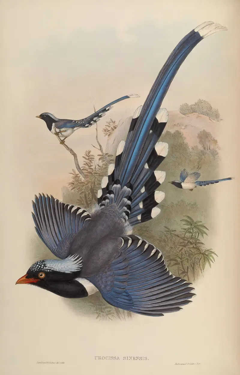 Chinese Blue Pie (Urocissa Sinensis) by John Gould, 1850-1883 — digital art print download