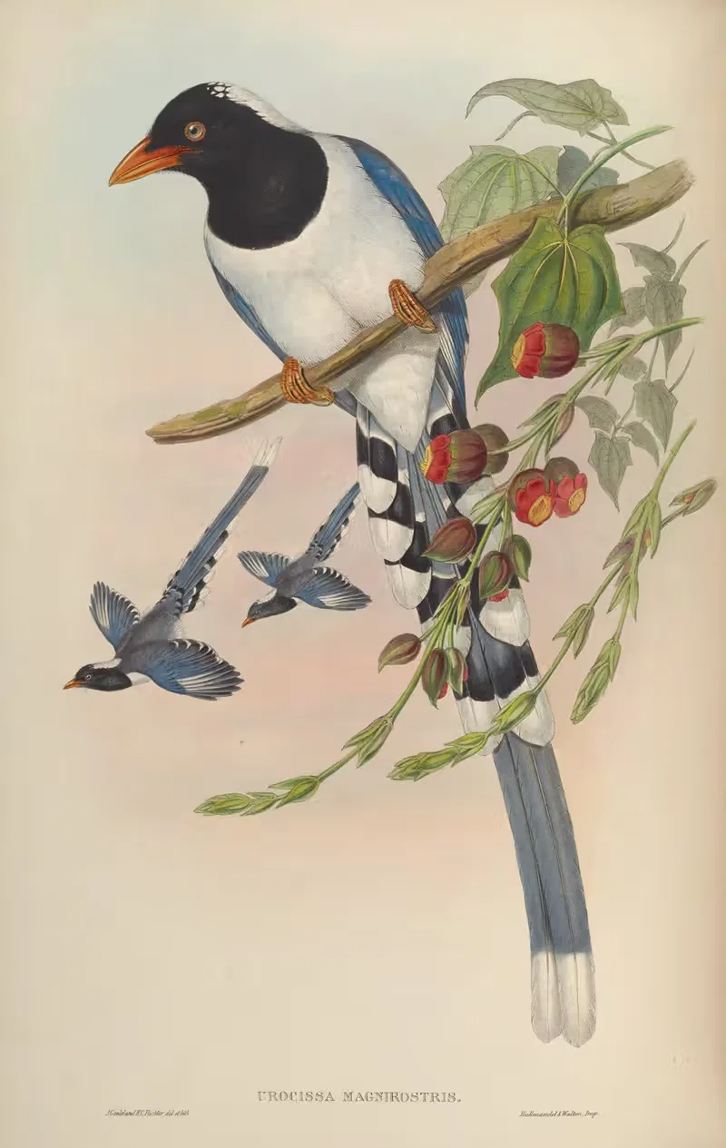 Great-billed Blue Pie (Urocissa magnirostris) — John Gould