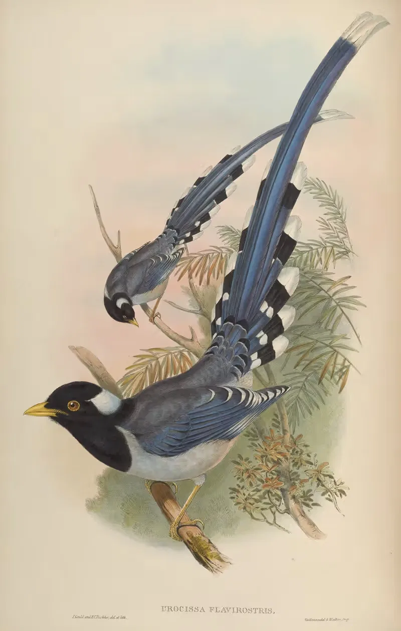 Yellow-billed Blue Pie (Urocissa flavirostris) — John Gould