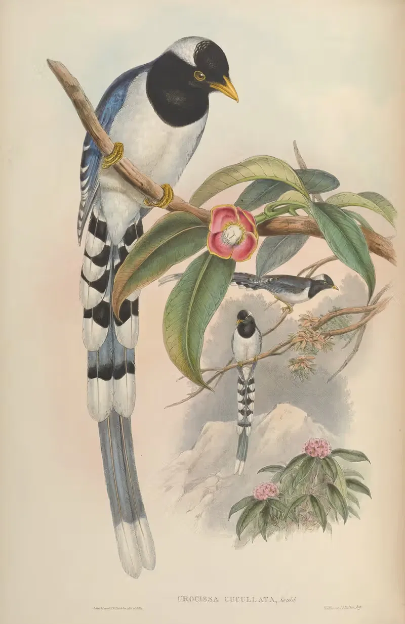 White-capped Blue Pie (Urocissa cucullata) by John Gould, 1850-1883 — digital art print download