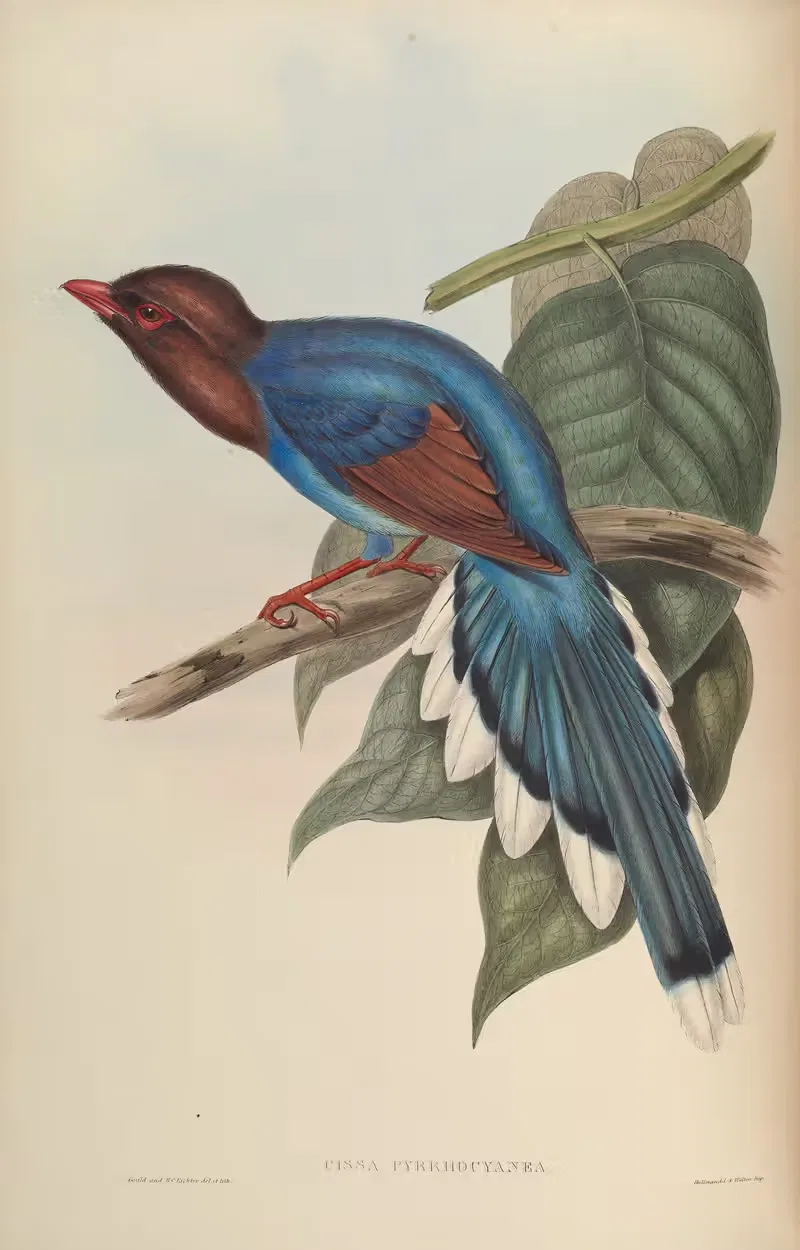 Red-and-Blue Cissa (Cissa pyrrhocyanea) — John Gould