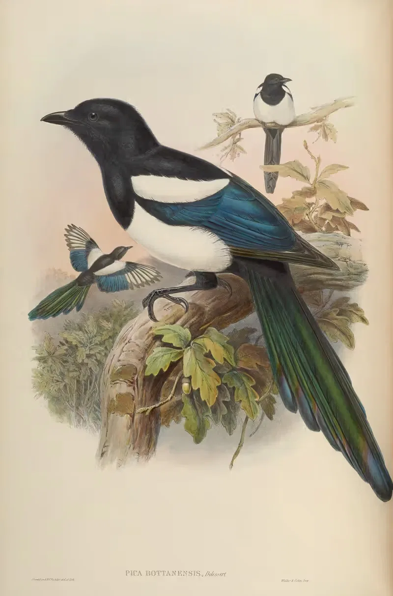 Bootan Magpie (Pica Bottanensis) by John Gould, 1850-1883 — digital art print download