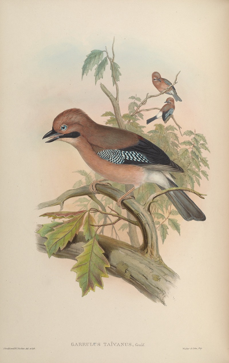 Formosan Jay (Garrulus Taivanus) by John Gould, 1850-1883 — digital art print download