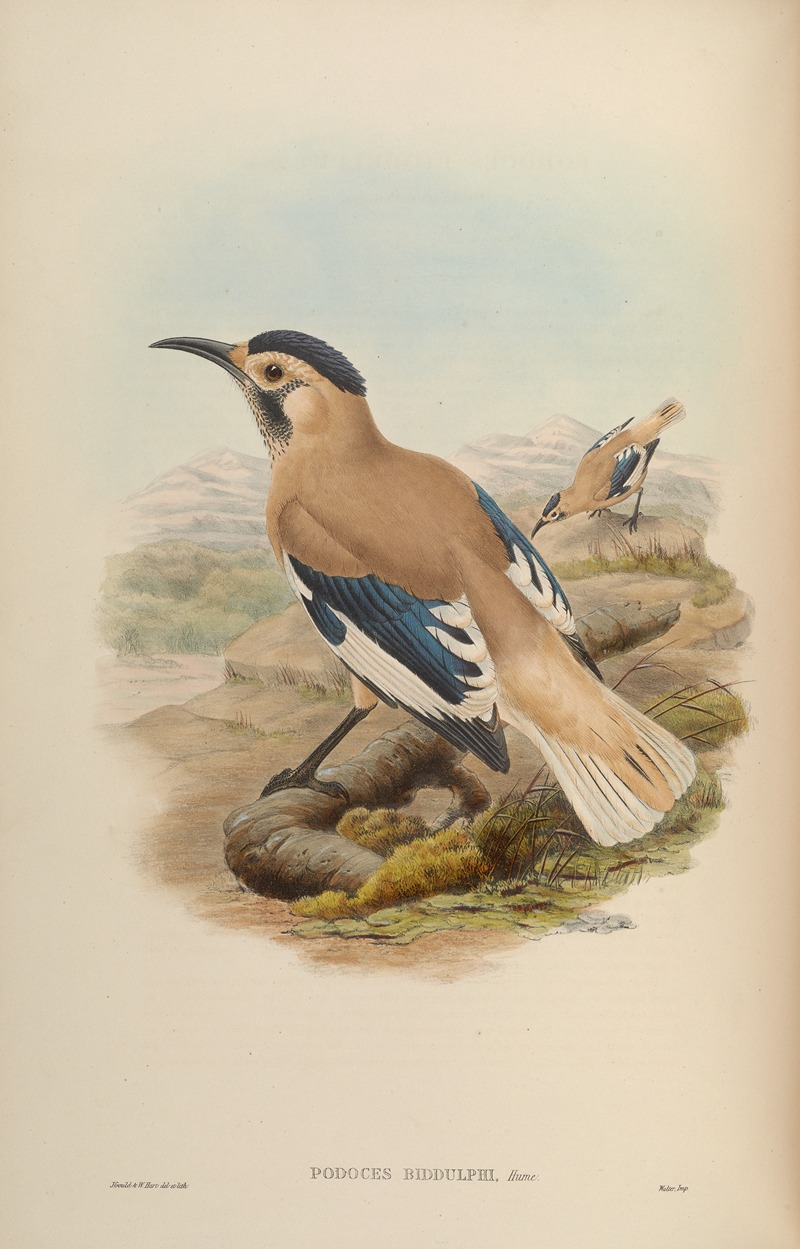 Biddulph's Podoces (Podoces Biddulphi) by John Gould, 1850-1883 — digital art print download