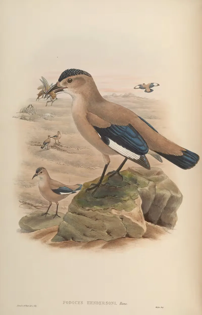 Henderson's Podoces (Podoces Hendersoni) — John Gould