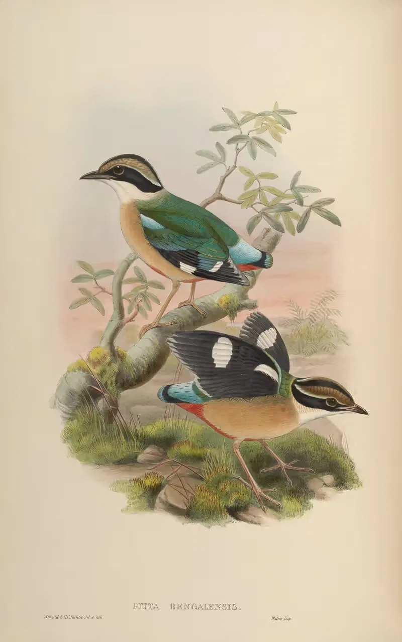 Bengal Pitta (Pitta bengalensis) — John Gould