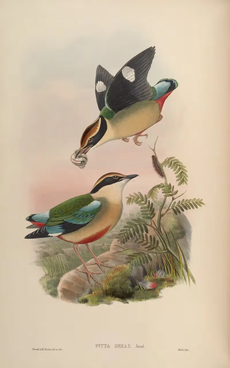 Formosan Pitta (Pitta oreas) by John Gould, 1850-1883 — digital art print download