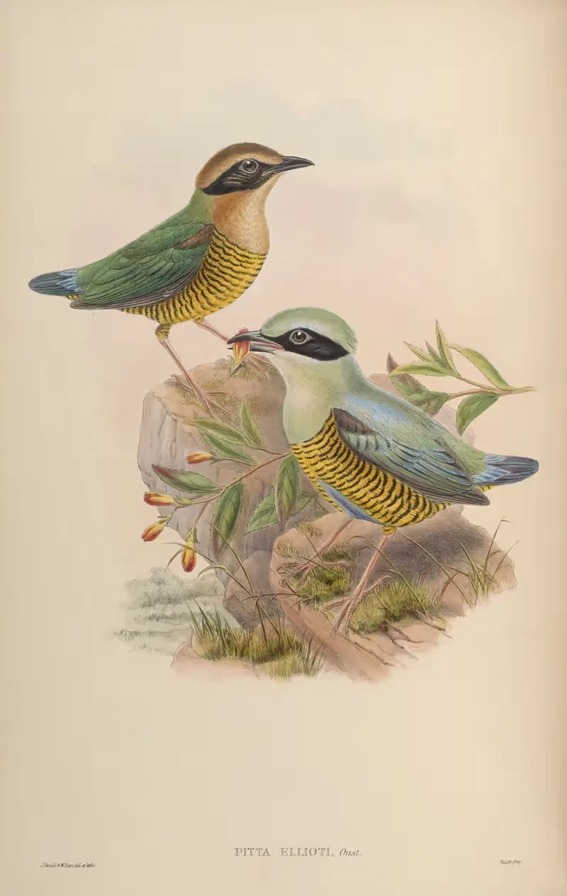 Elliot's Pitta (Pitta Ellioti) by John Gould, 1850-1883 — digital art print download