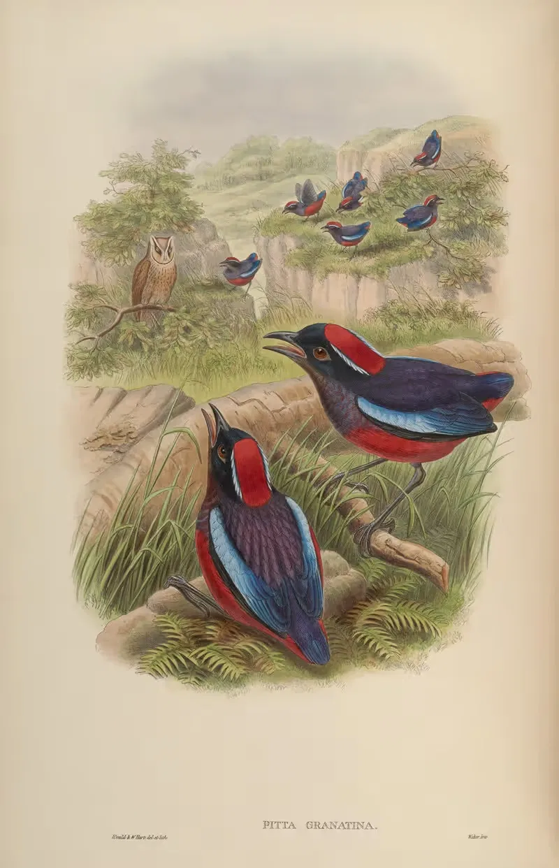 Bornean Pitta (Pitta granatina) — John Gould