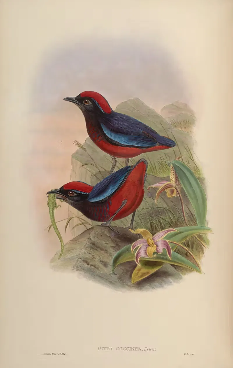 Malaccan Pitta (Pitta coccinea) by John Gould, 1850-1883 — digital art print download